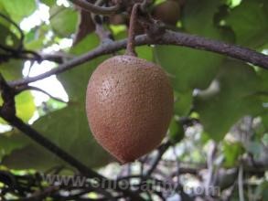 Actinidia chinensis in Jinhua