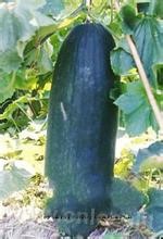 Elephant-eyed wax gourd