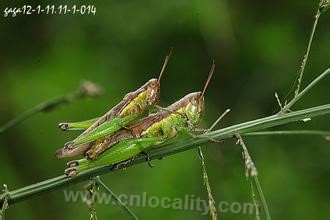 Rice locust