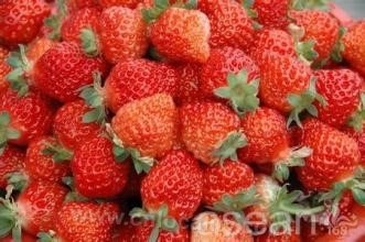 Huanren strawberry