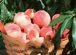 Yangguan peach