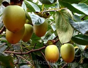 Fangshan yellow persimmon