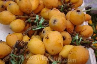 Xiayuankeng loquat