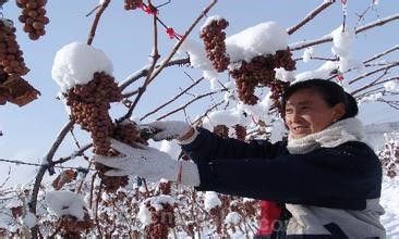 Beidianzi iced grapes