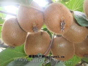 Kiwifruit in Qingyuan