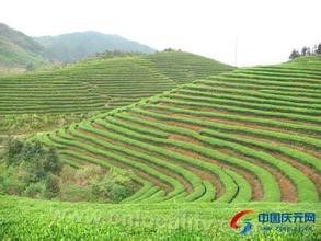 Qingyuan tea