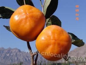 Zhang Fang zhenmopan persimmon