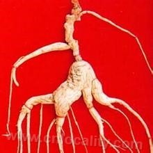 Kuandian Shizhu Ginseng