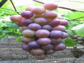 Binzhu grape