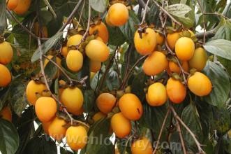 Yuhuan persimmon