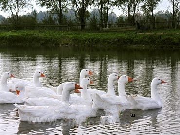 Zhoushan white goose