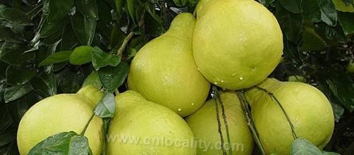 Gaoxie pomelo