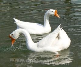 Siji white goose