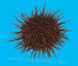 Yellow sea urchin