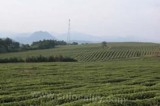 Shengzhou tea