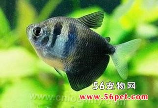 Black-tailed fish