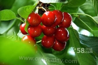 Big cherry in Qiaomaishan village