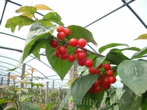 Short-stalked cherry