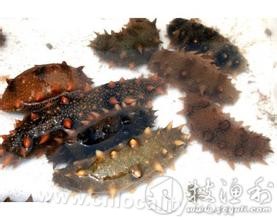 Hupingdao sea cucumber