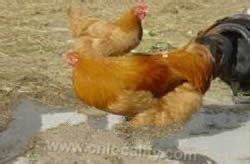 &quot;The more grass swings&quot; castrated chicken