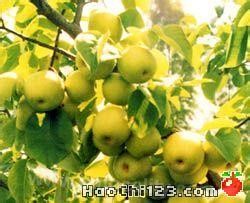 Henggang honey pear