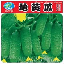 Xinmin vegetables seed