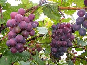 Wulong Mountain Scenic Resort grapes