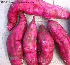 Kangping sweet potato