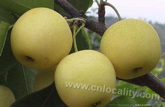 Fangshan golden pear