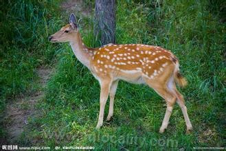 sika deer