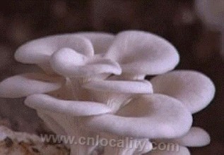 Yitongxiang white mushroom