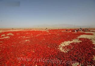 Gan' anhong chillies