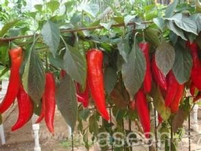 Xin' anzhen chillies