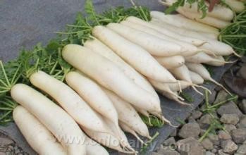 Radish with white root and kidney lump