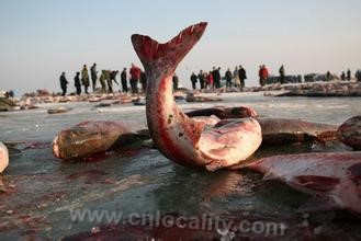 Chaganhu pangtou fish