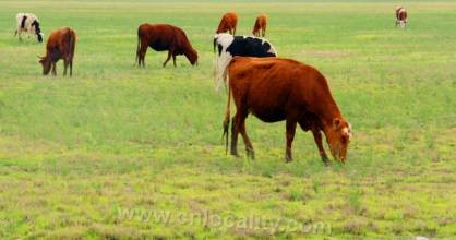 Tongyu grassland red bull