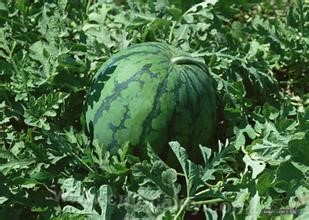 Taonan blackwater watermelon