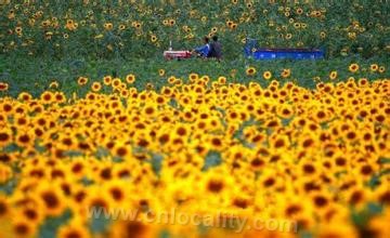 Baicheng oil sunflower