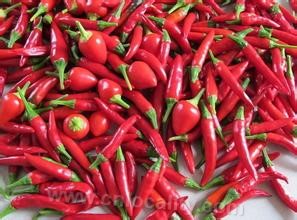 Taonan chillies