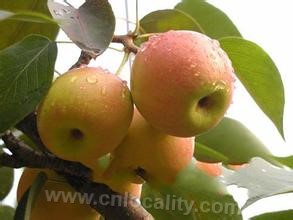 Baicheng Nanguo pear