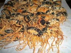 Yongji Tussah Cordyceps militaris