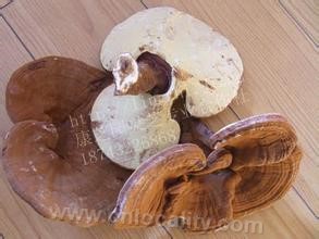 Ganoderma huangsongdian