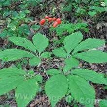 Wild ginseng