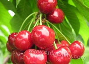 Hebei village cherry