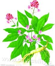 Ginseng flower