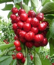 Xinshuanghe cherry