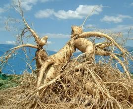 Wanliang town ginseng