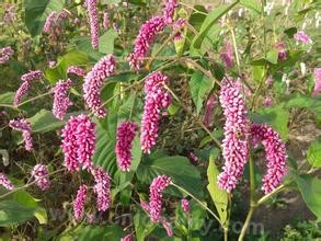 Polygonum persicum