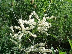 Polygonum alpine