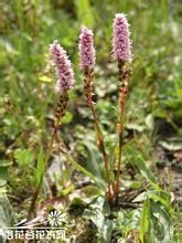 Polygonum viviparum